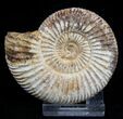 Inch Perisphinctes Ammonite - Jurassic #1952-1